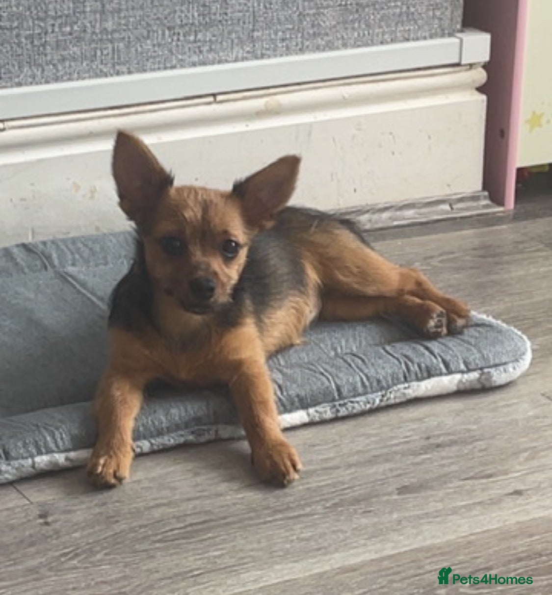 Mixed Breed dogs Bella - Advert 4