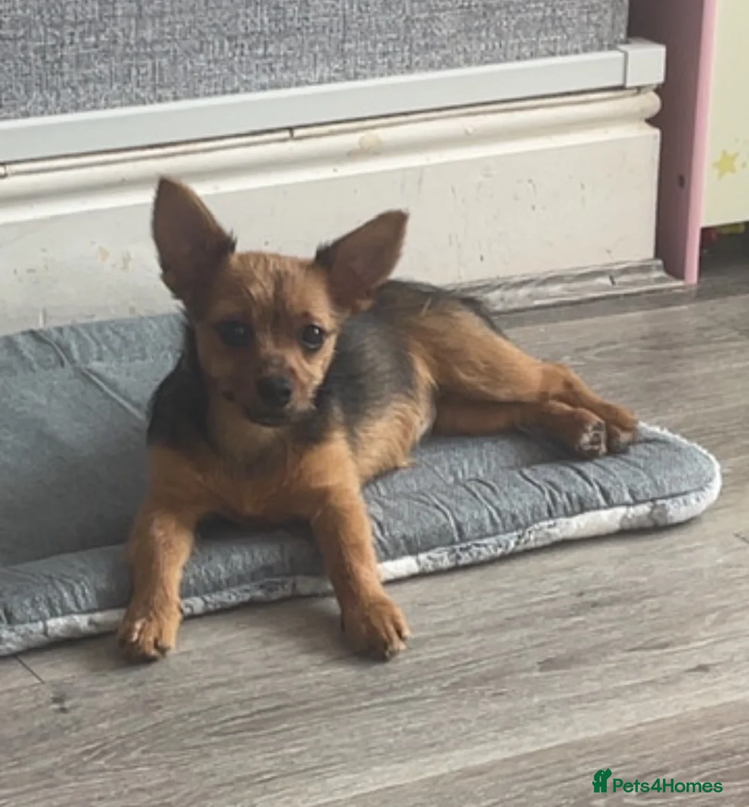 Mixed Breed dogs for sale: Bella - Advert 1