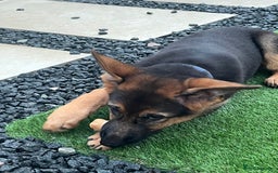 German Shepherd dogs for sale: Healthy German shepherd puppy needs new home - Image 5