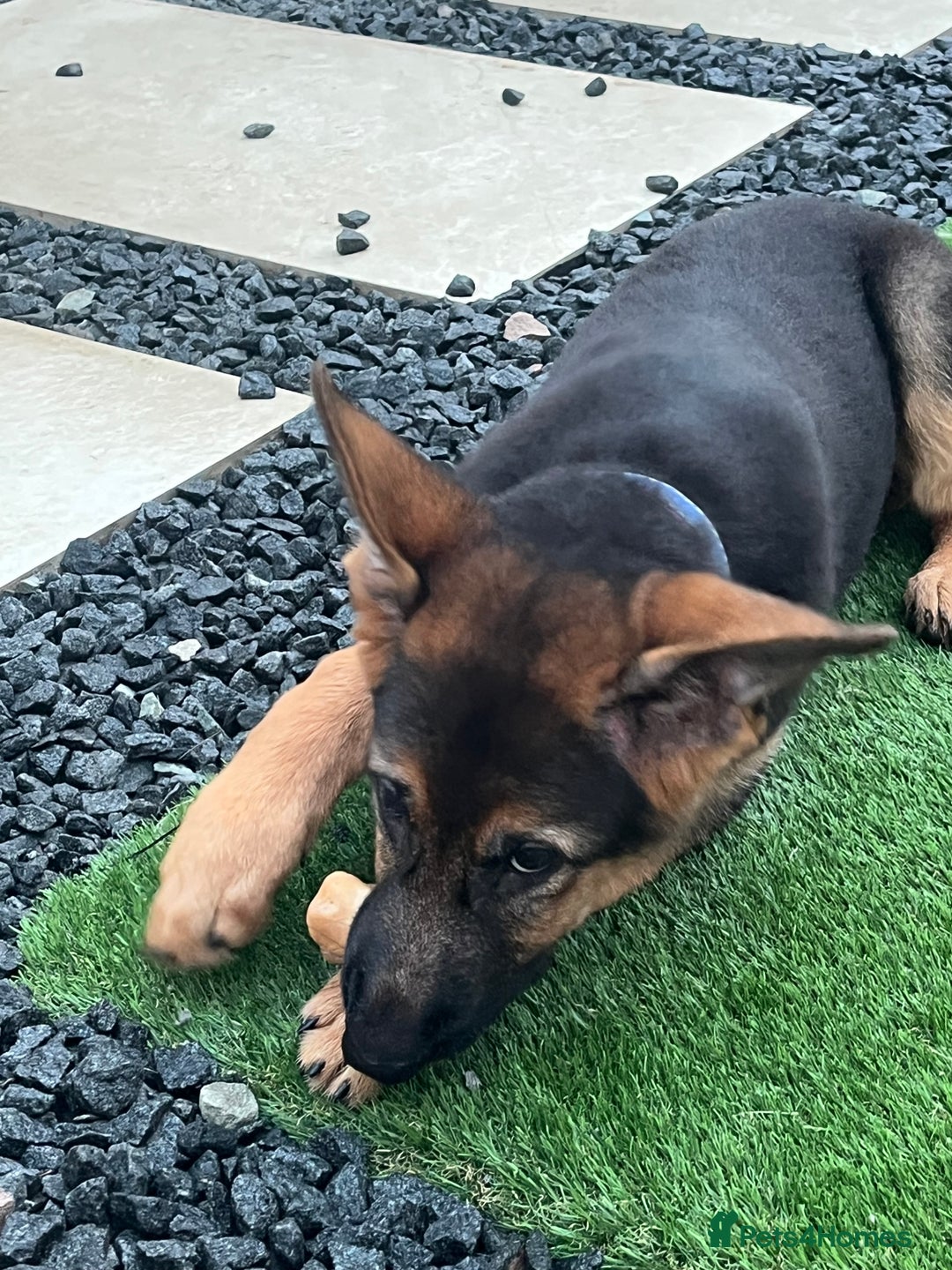 German Shepherd dogs for sale: Healthy German shepherd puppy needs new home - Image 5