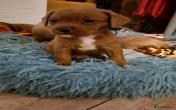 Mixed Breed dogs for sale: Frenchie x cockerpoo pups - Image 22