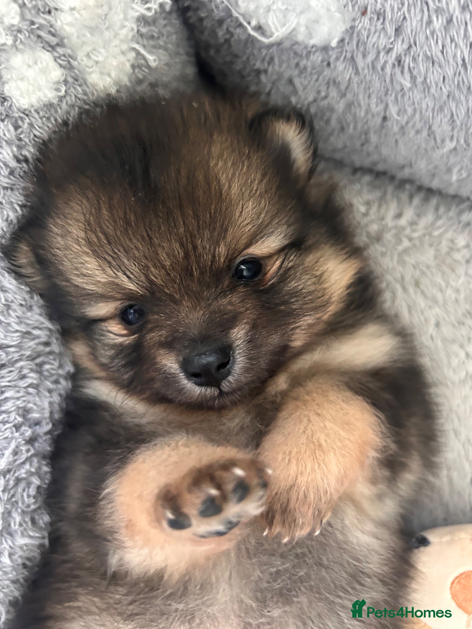 Pomeranian dogs Fluffy Pomeranian puppies 💖 - Advert 15