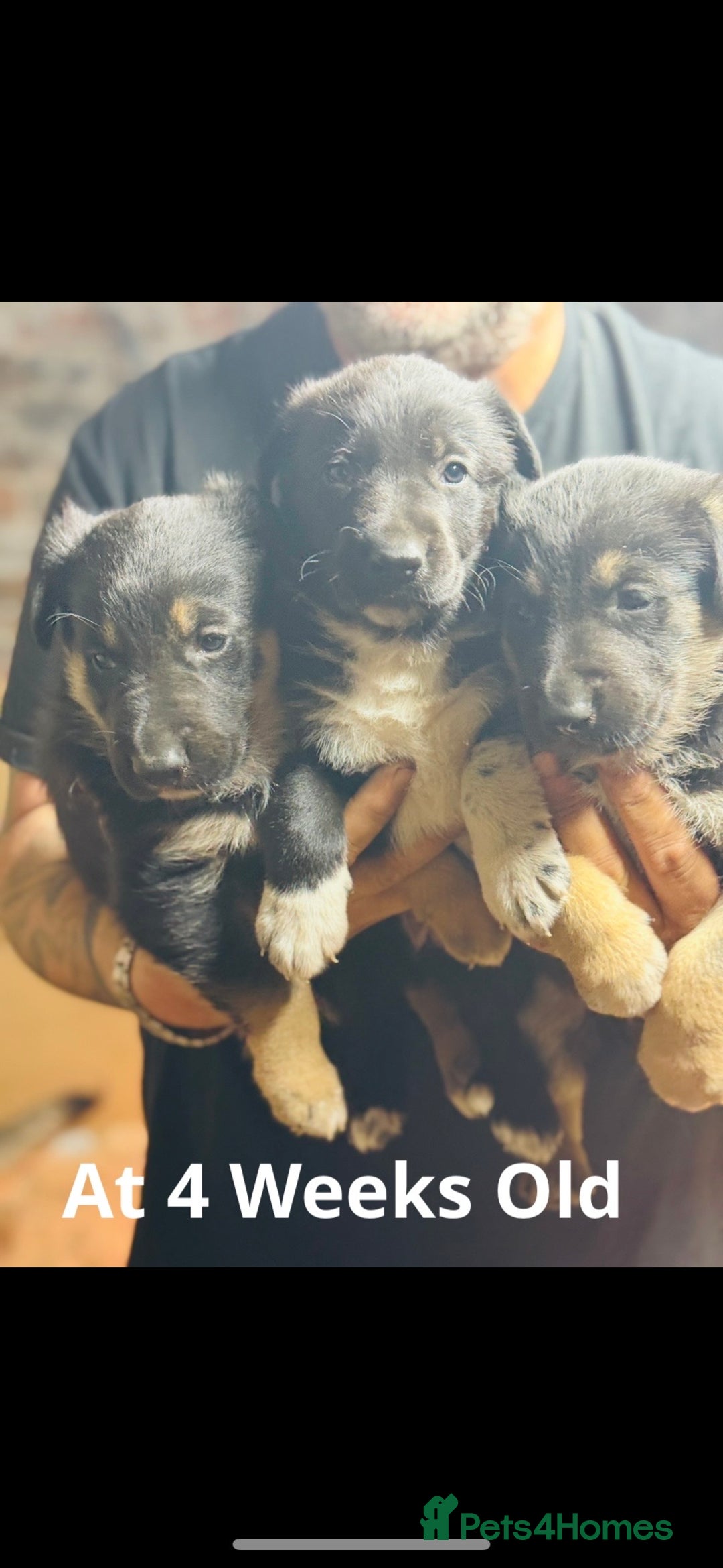 Mixed Breed dogs for sale: 3 fluffy Shollie German Shepard x Boarder Collie - Image 12