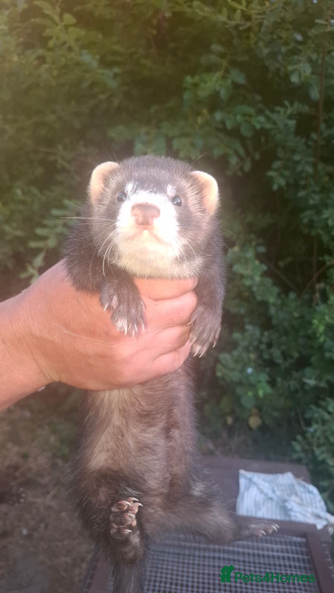 Ferret rodents Two Hobs for £40.  - Advert 15