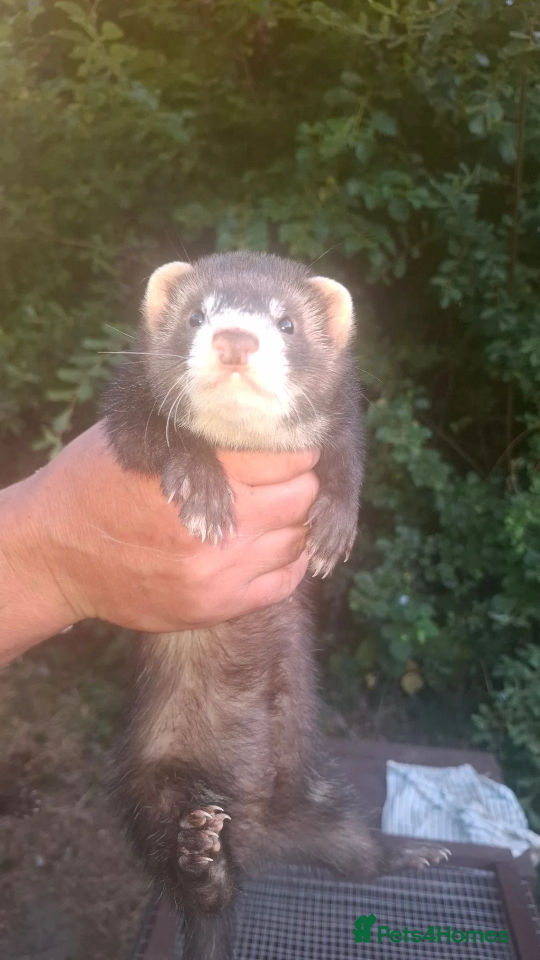 Ferret rodents for sale: Two Hobs for £40.  - Advert 2