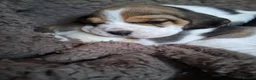 Beagle dogs for sale: Champion Tri-Color Beagles pups! in Doncaster - Advert 22
