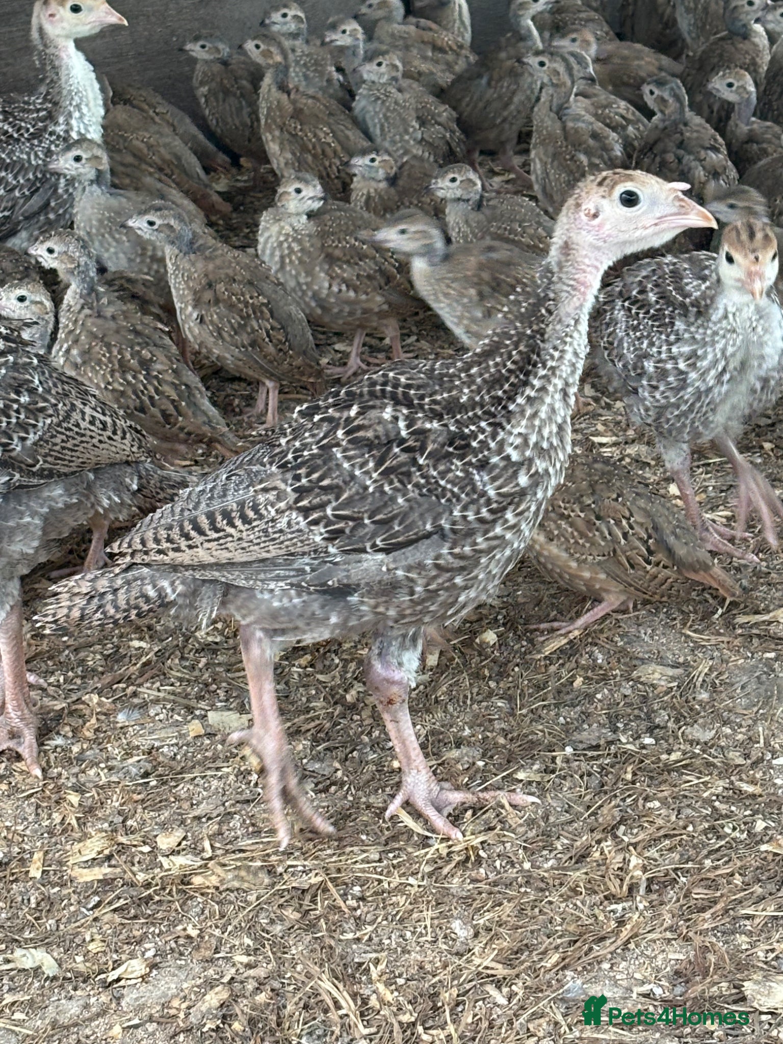 Turkeys poultry for sale: Turkey poults  in Warminster - Advert 3