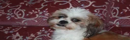 Lhasa Apso dogs for sale: Home bred stunning male Lhasa Apso - Advert 5