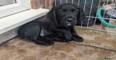 Cocker Spaniel dogs in Hemel Hempstead - Advert 4