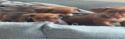 Mixed Breed dogs for sale: Patterchshund puppies  in Liverpool - Advert 7