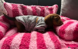 Miniature Dachshund dogs for sale: Stunning minature dachshund puppies - Image 34