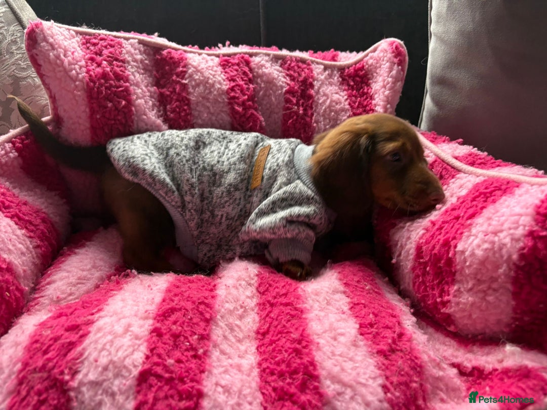 Miniature Dachshund dogs for sale: Stunning minature dachshund puppies - Image 34