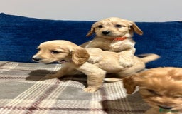 Goldendoodle dogs for sale: Adorable Golden Cocker Doodles  - Image 7