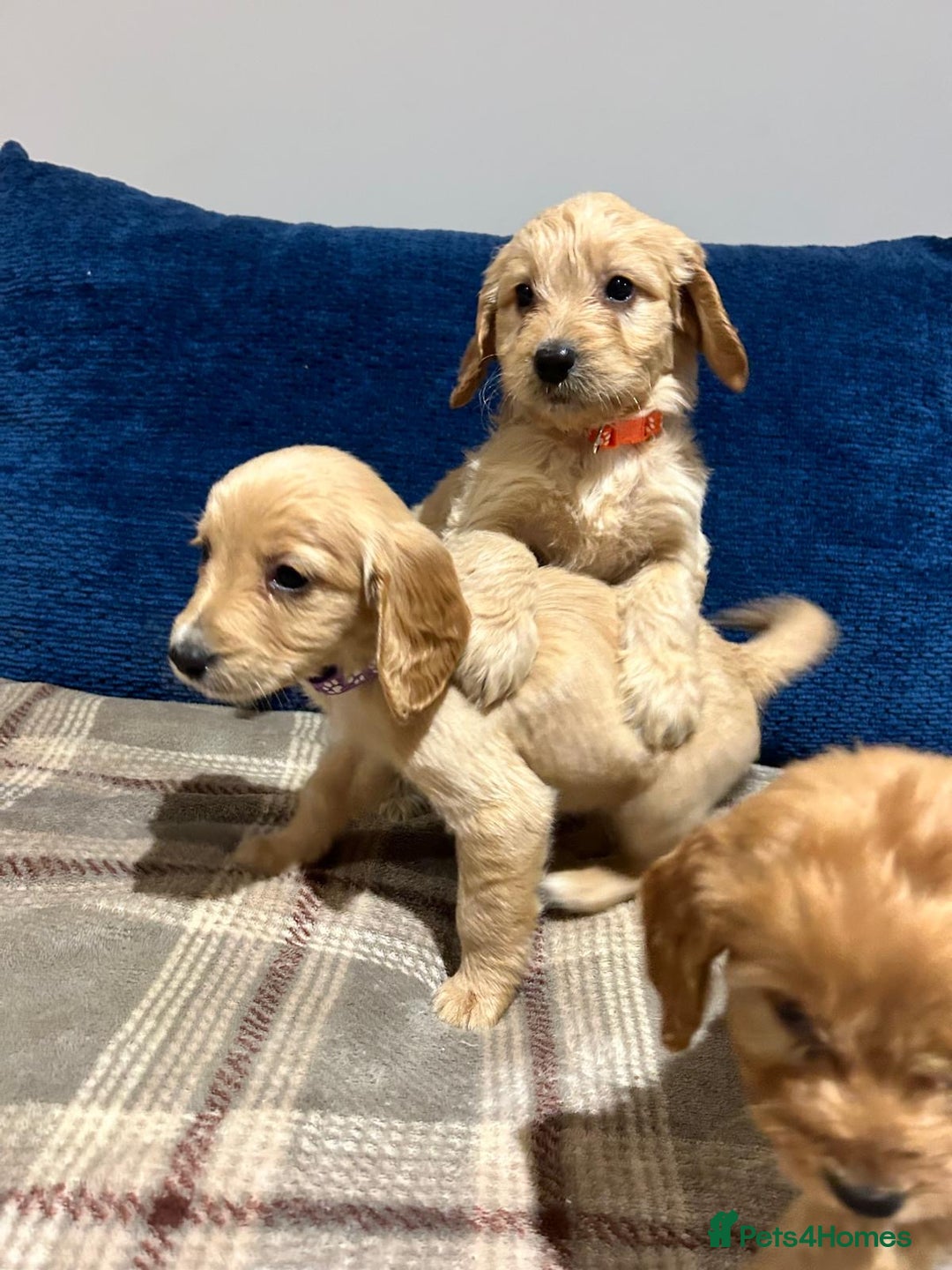 Goldendoodle dogs for sale: Adorable Golden Cocker Doodles  - Image 7