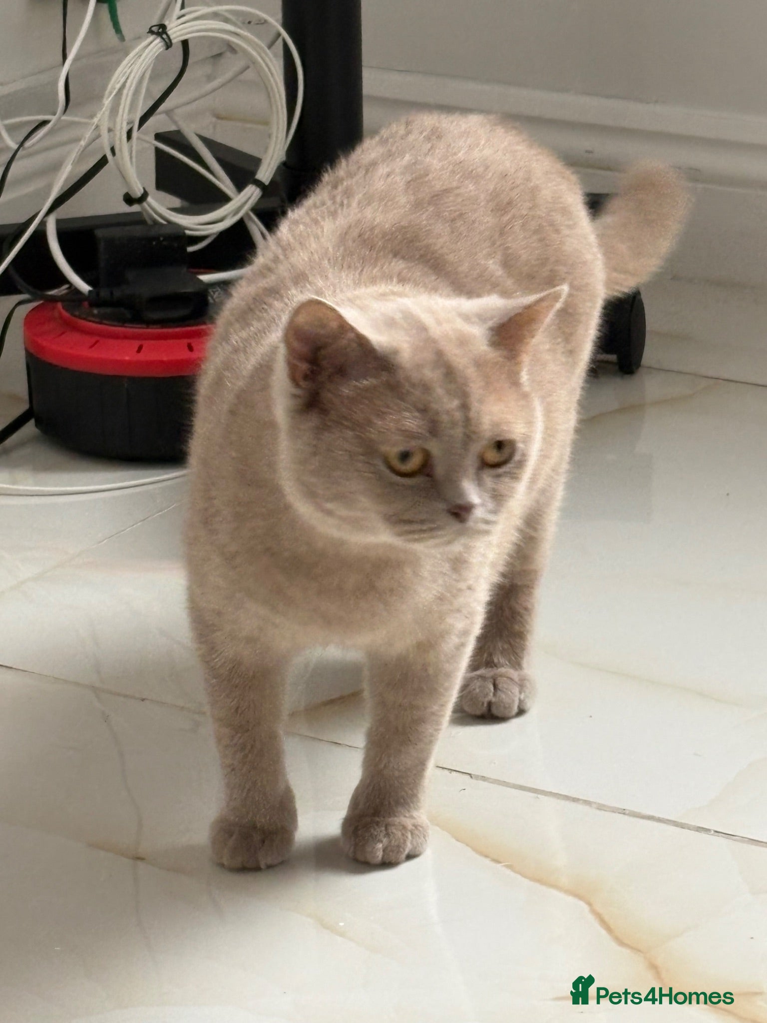 British Shorthair cats Fawn British Shorthair GCCF Registered - Advert 3