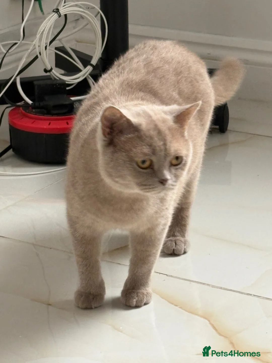 British Shorthair cats for sale: Fawn British Shorthair GCCF Registered - Advert 1