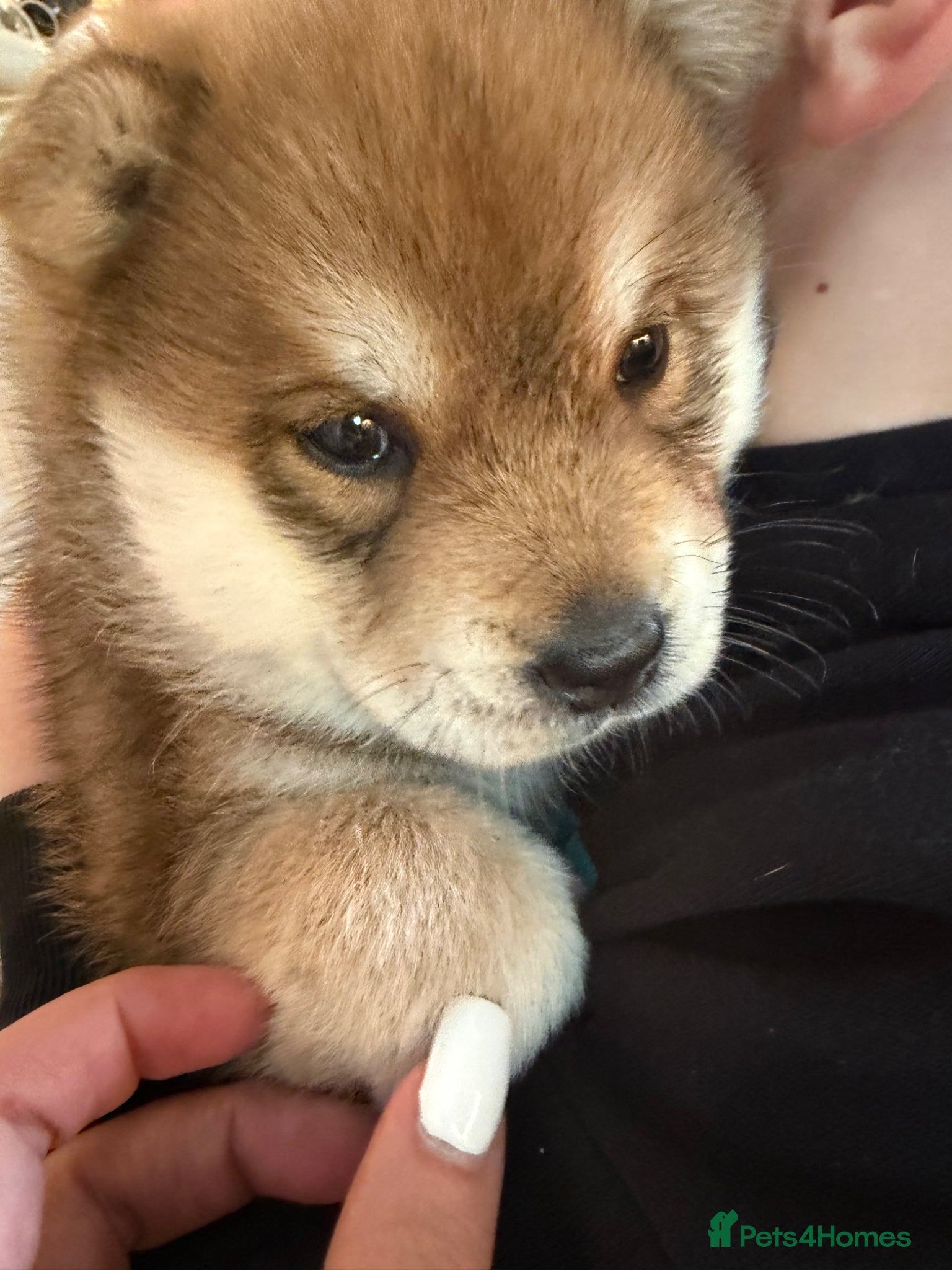 Mixed Breed dogs Chowski puppy’s  - Advert 1