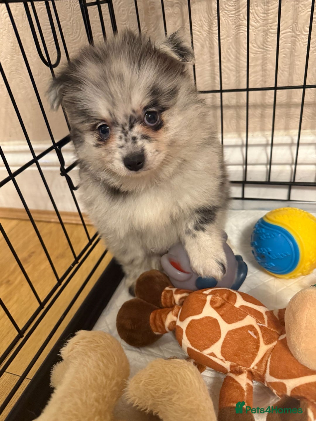 Pomeranian dogs for sale: Pom Puppies - Advert 19