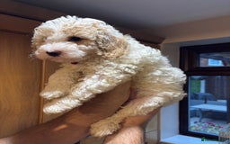 Cavapoochon dogs for sale: 1 cavapoochon puppie looking for forever homes - Image 7