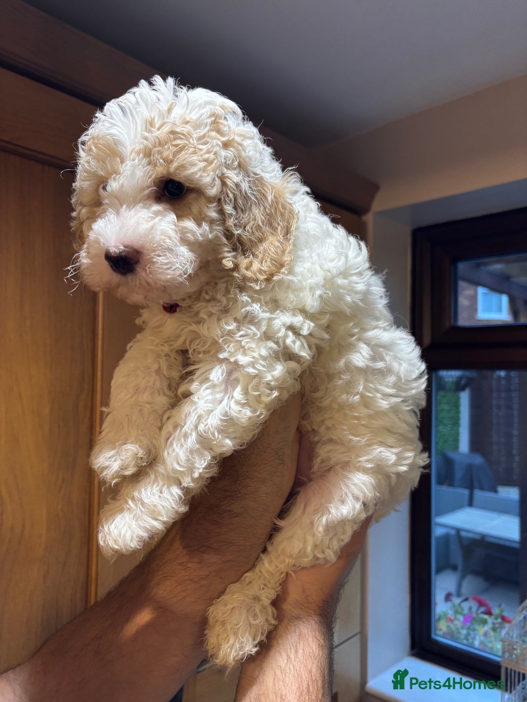 Cavapoochon dogs for sale: 1 cavapoochon puppie looking for forever homes - Image 7