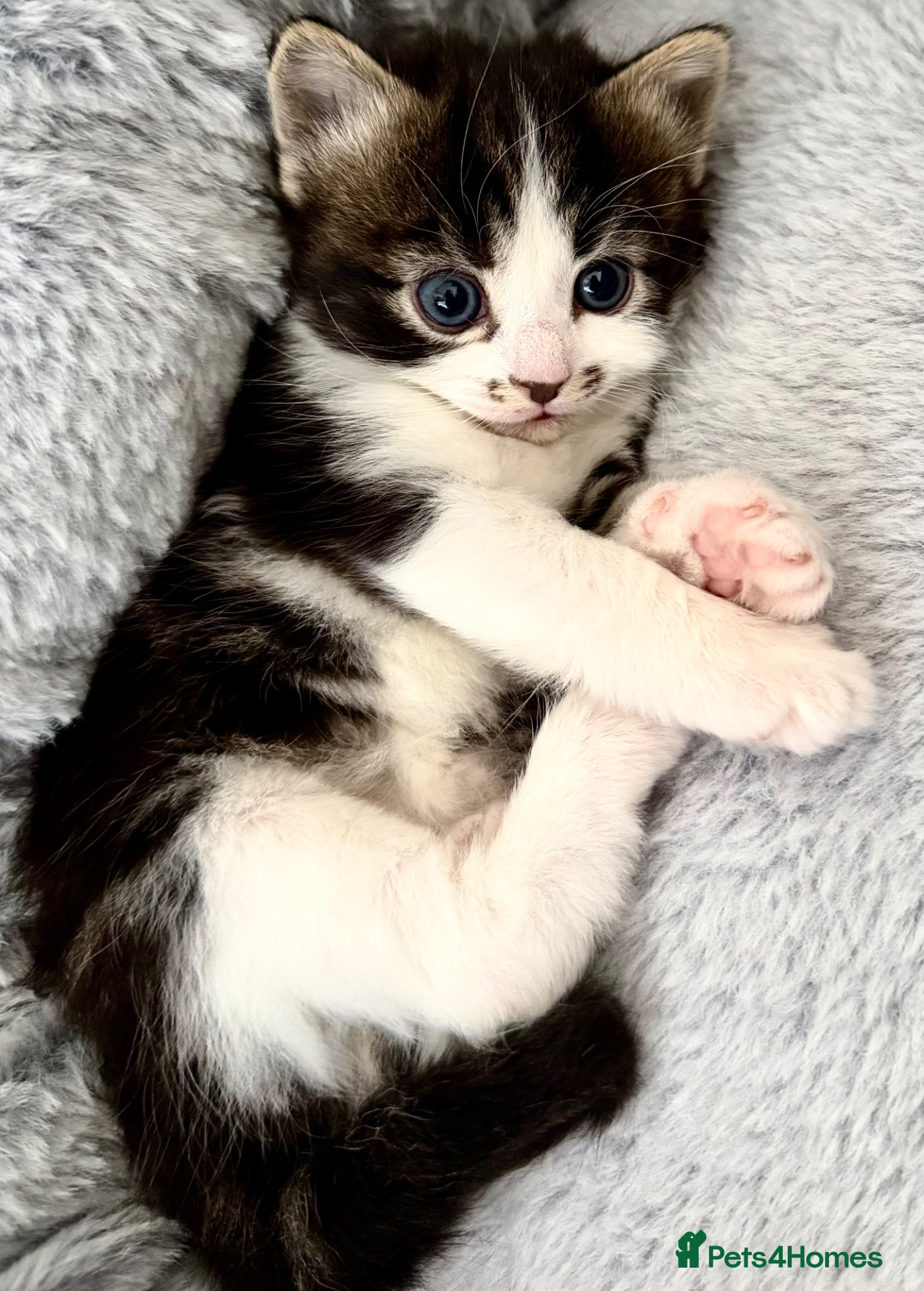 Mixed Breed cats for sale: Gorgeous, lovely Tabby kittens looking for home💕 - Advert 18