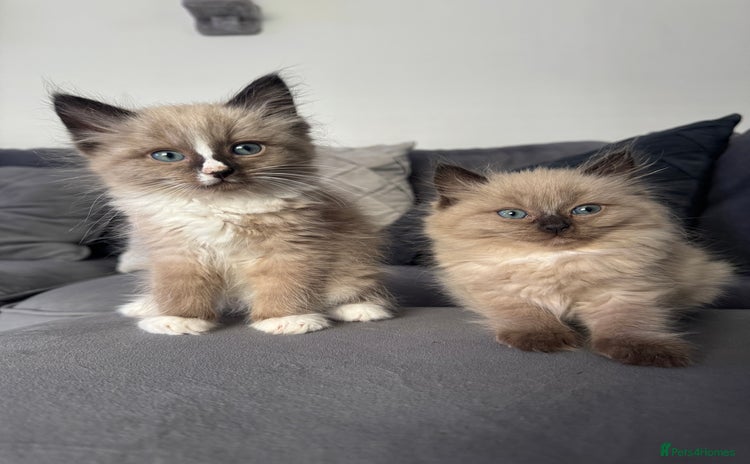 Ragdoll cats - Advert 2