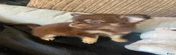 Chihuahua dogs for sale: Chihuahua puppies Russian ancesry with apple head  - Advert 12