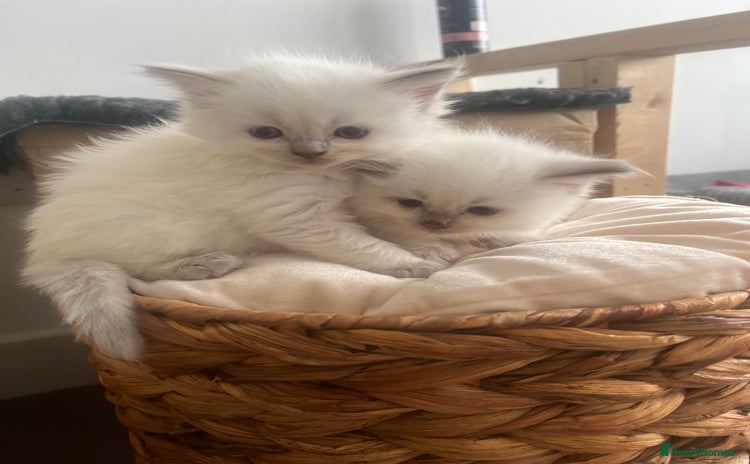 Ragdoll cats - Advert 2