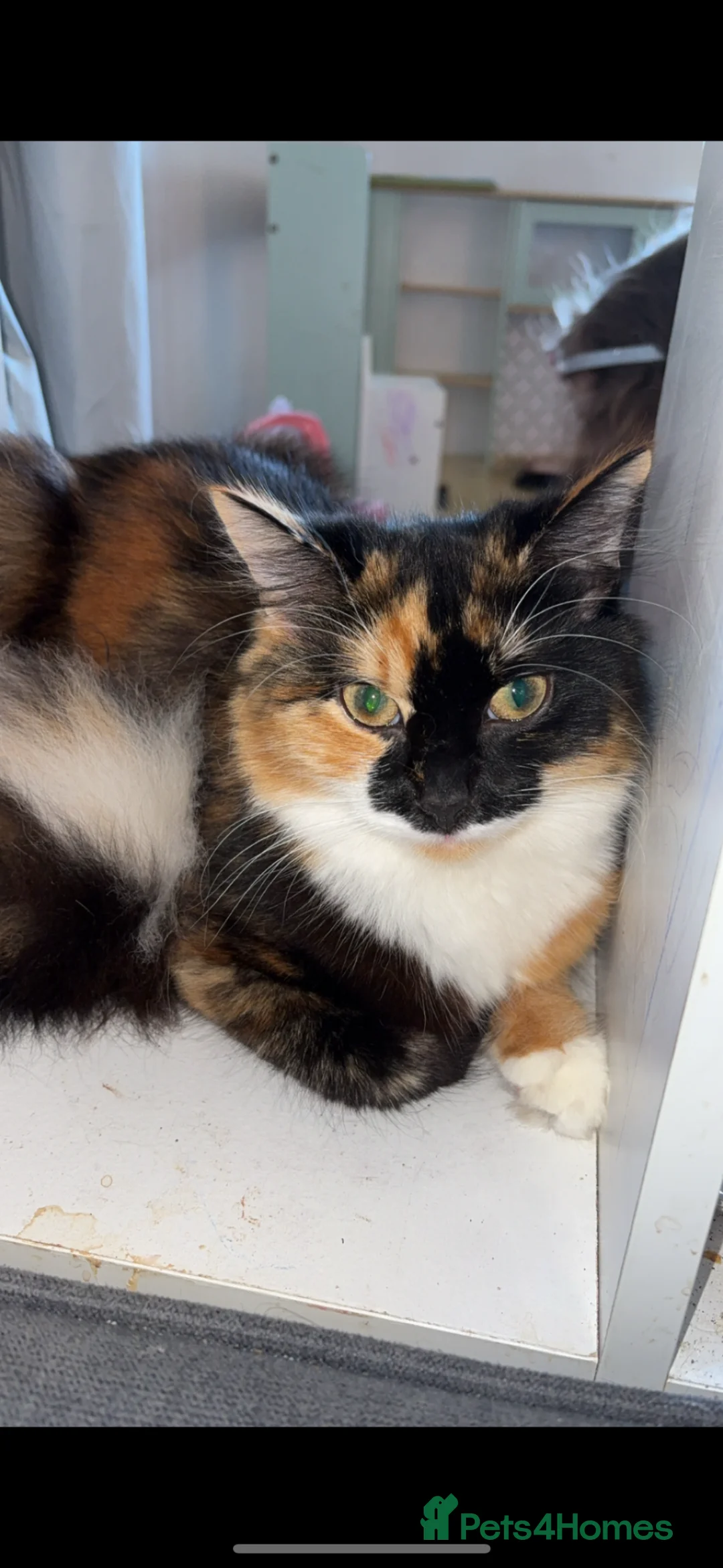 Mixed Breed cats for sale: Mabel - 10 month old Tortoise shell Kitten  - Advert 3