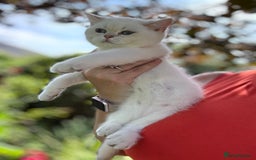 British Shorthair cats for sale: Colourpoints BSH active & non-active available - Image 30