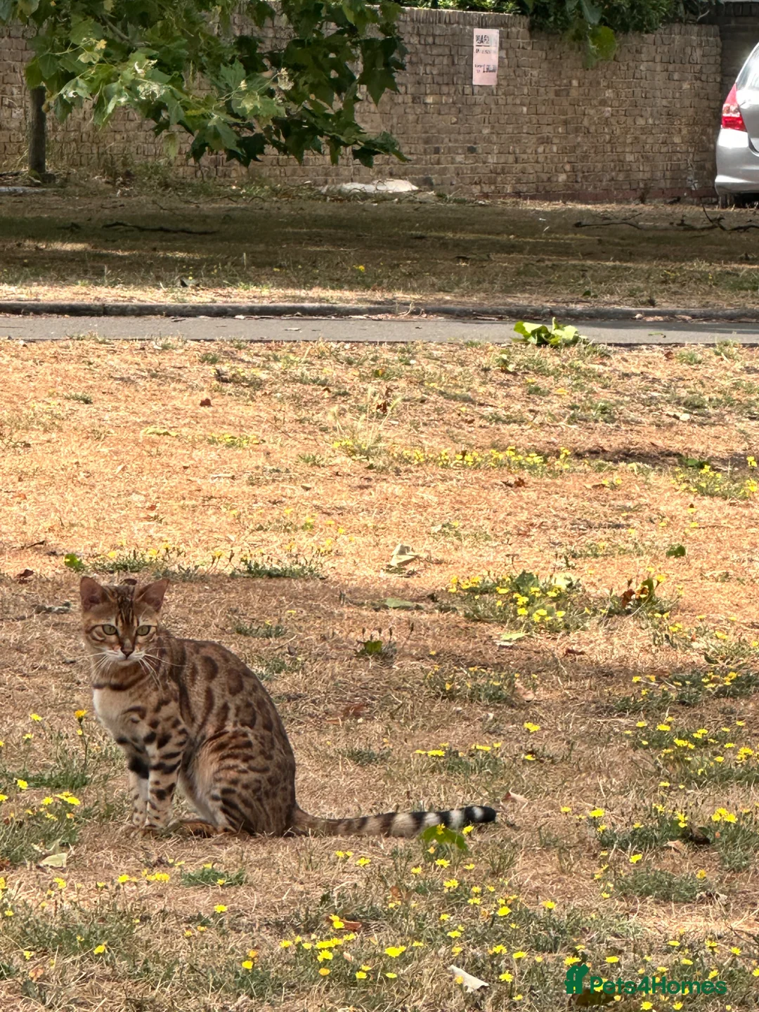 Bengal cats for sale: Bella, the Bengal in London - Advert 2