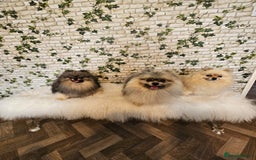 Pomeranian dogs for sale: Pomeranian show dogs x2 - Image 1