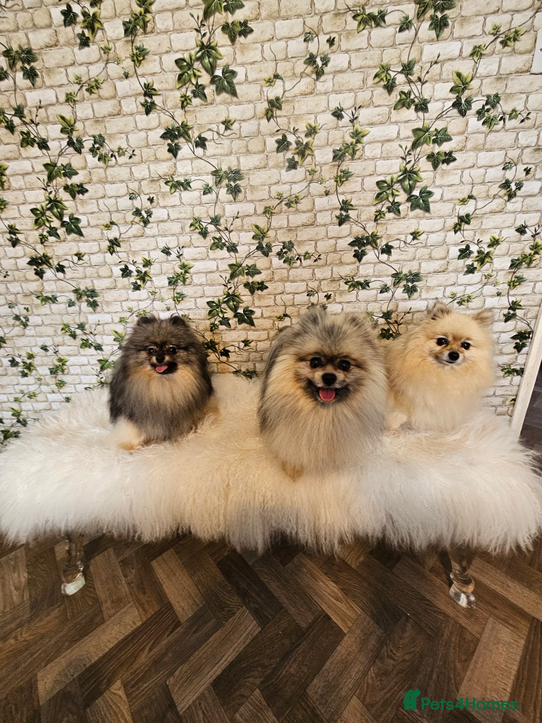 Pomeranian dogs for sale: Pomeranian show dogs x2 - Image 1