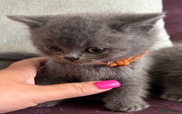 British Shorthair cats for sale: pedigree GCCF kittens available in 2 weeks time! - Image 3