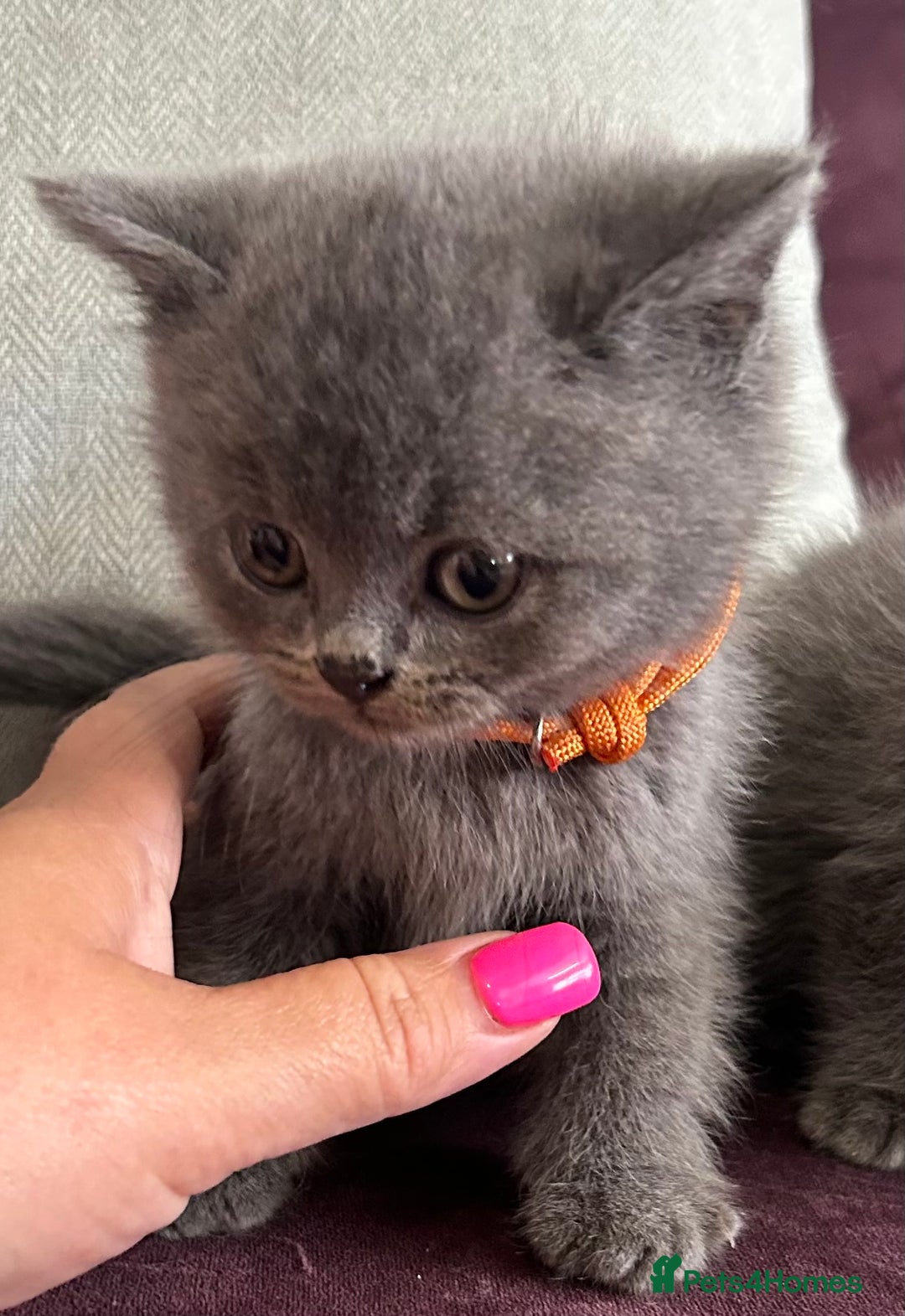 British Shorthair cats for sale: pedigree GCCF kittens available in 2 weeks time! - Image 3