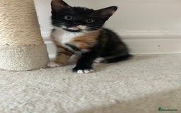 Mixed Breed cats for sale: Beautiful healthy kittens 1x Male and 2x female  - Image 17