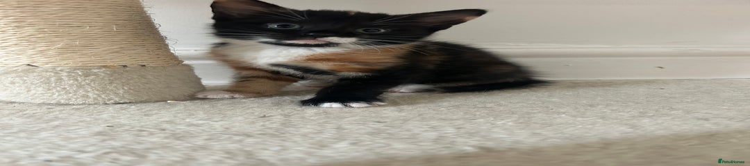 Mixed Breed Kitten 2