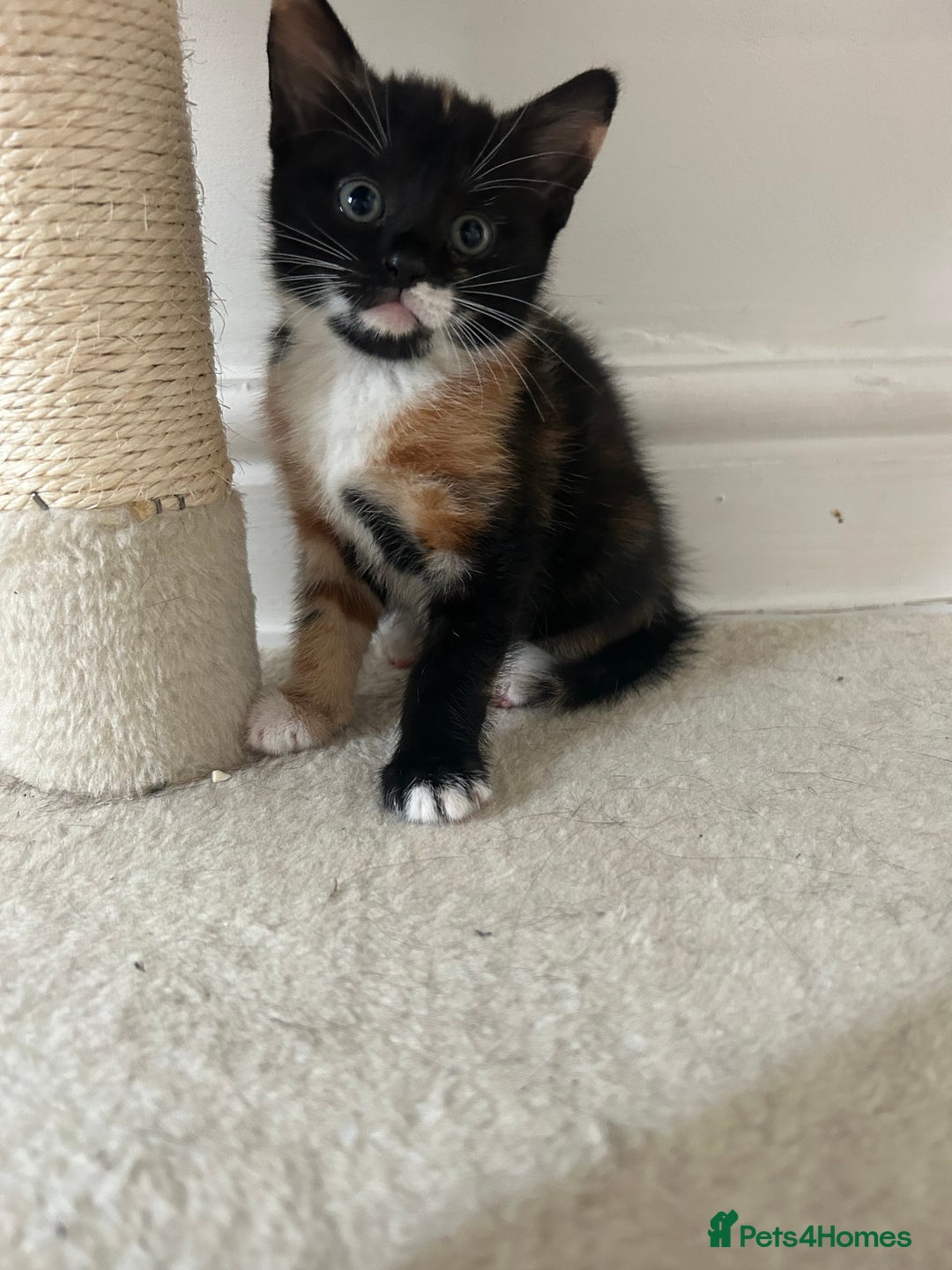 Mixed Breed cats for sale: Beautiful healthy kittens 1x Male and 2x female  - Image 17