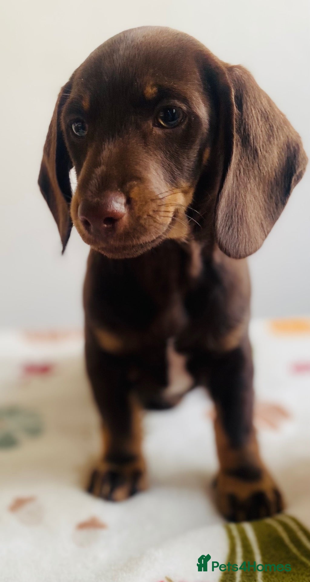 Miniature Dachshund dogs Miniature dachshund puppies - vet checked - Advert 2