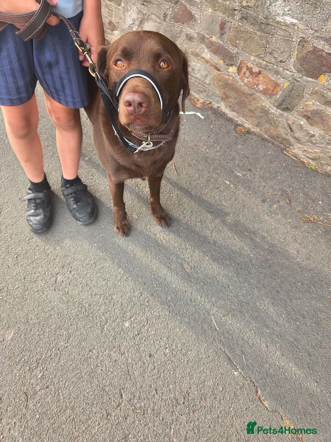 Labrador Retriever dogs for sale: Male labrador for sale - Advert 2