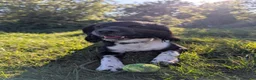 English Springer Spaniel dogs for stud: English Springer Spaniel for stud - black & white in High Wycombe - Advert 5