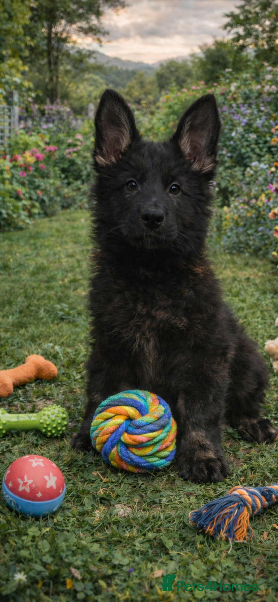 German Shepherd dogs Stunning German Shepherd  - Advert 1