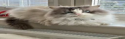 Ragdoll cats for stud: Bicolour Ragdoll Male for Stud - Advert 2