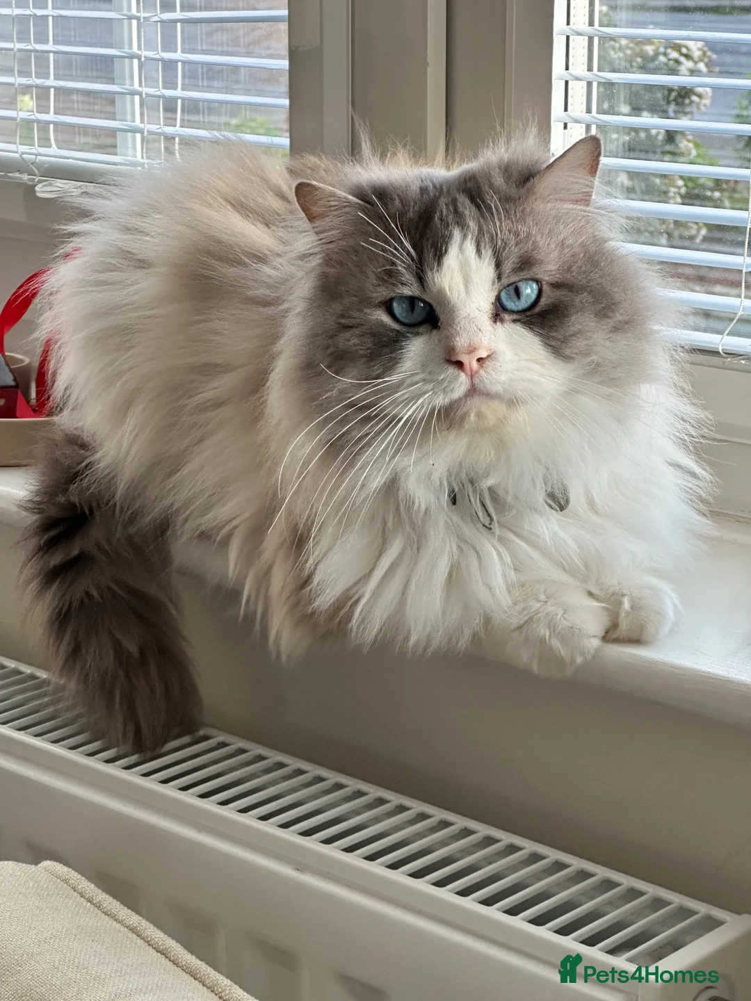 Ragdoll cats for stud: Bicolour Ragdoll Male for Stud - Advert 2