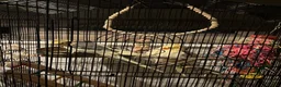 Cockatiels birds for sale: Couple Cockatiels  in Edinburgh - Advert 2