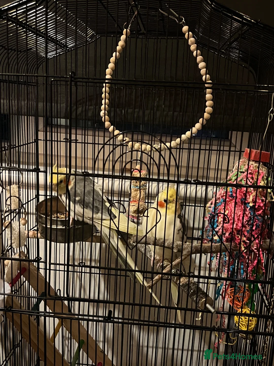 Cockatiels birds for sale: Couple Cockatiels  in Edinburgh - Advert 2