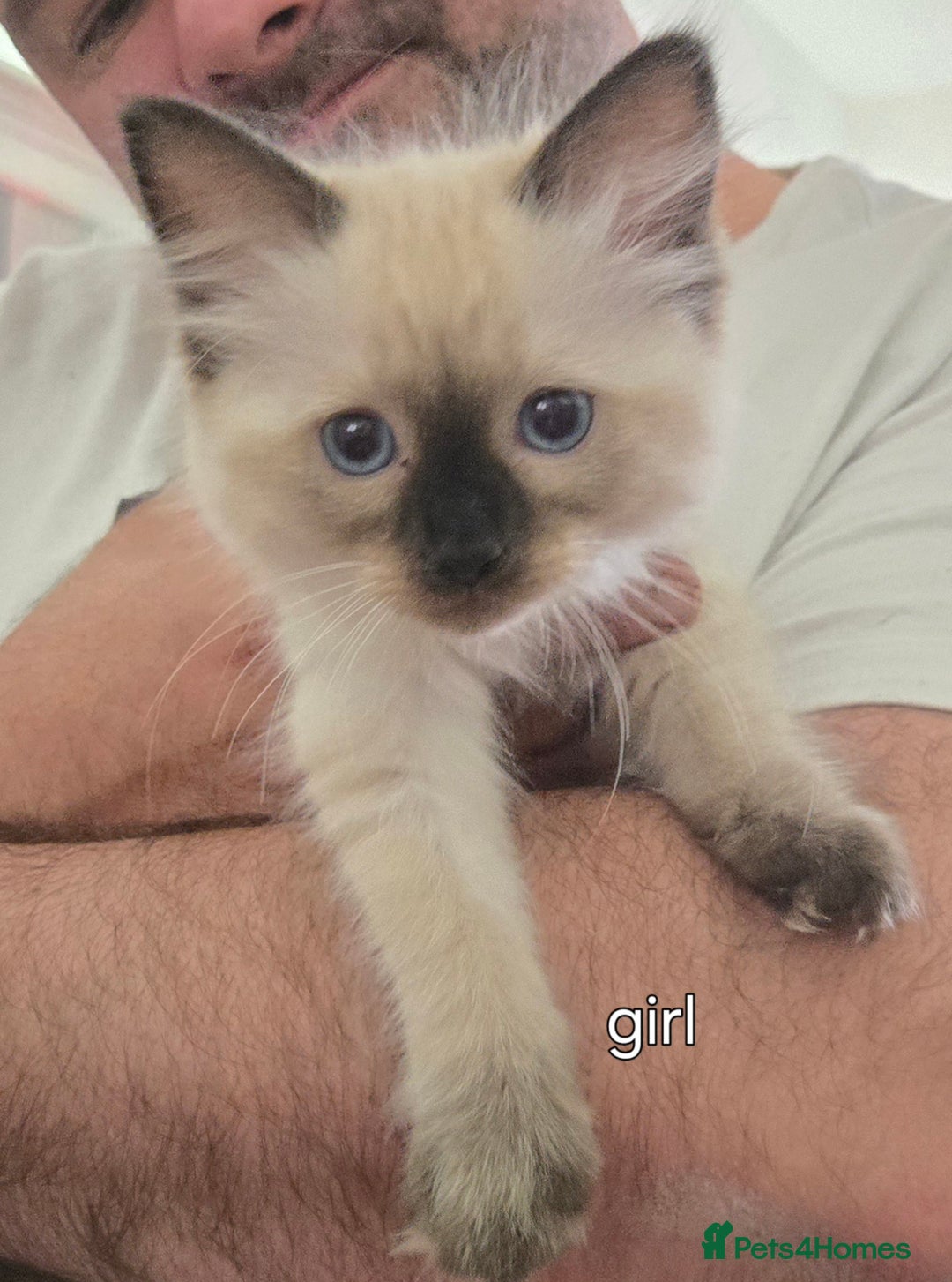 Ragcoon cats for sale: Ragcoon for Sale - Image 10