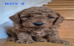 Mini Goldendoodle dogs for sale: F1b Red Miniature Goldendoodles tested parents - Image 24