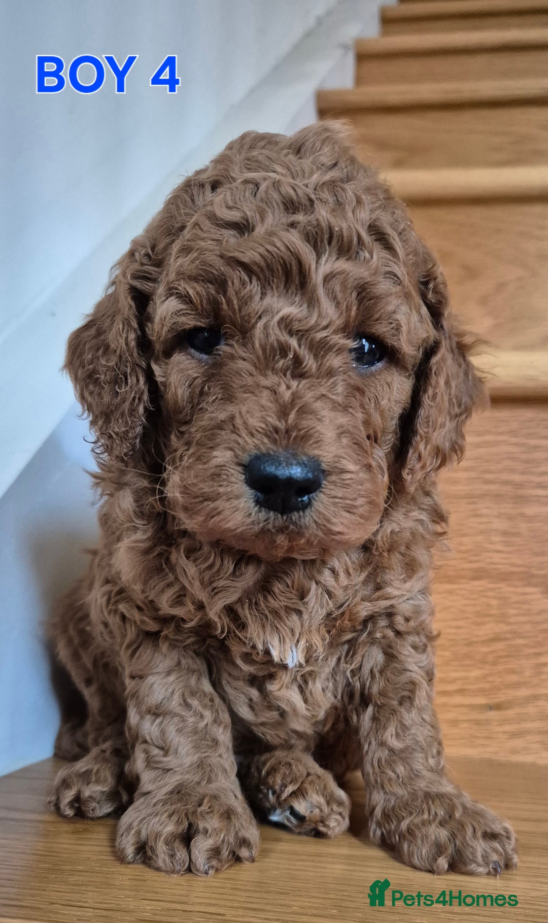 Mini Goldendoodle dogs for sale: F1b Red Miniature Goldendoodles tested parents - Image 24