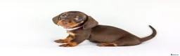 Miniature Dachshund dogs for sale: Short Haired miniature dachshund Puppy’s  - Advert 9